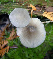 A top view shows the striate caps and dark umbo on the larger one.